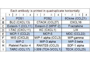 Image no. 1 for Mouse Chemokine Array Q1 (ABIN625763) (Souris Chemokine Array Q1)