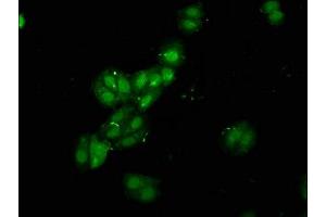 Immunofluorescence staining of HepG2 cells with ABIN7168317 at 1:120, counter-stained with DAPI.