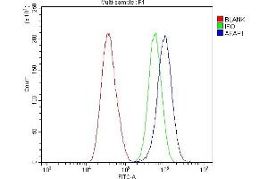 Flow Cytometry analysis of A549 cells using anti-AFAP/AFAP1 antibody (ABIN7601861). (AFAP anticorps  (AA 498-730))