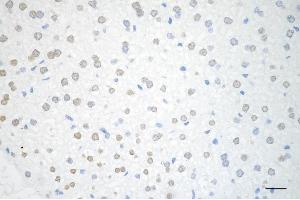 Immunohistochemistry was performed on paraffin-embedded mouse liver using TAF15 antibody (ABIN7800503), 1:200).