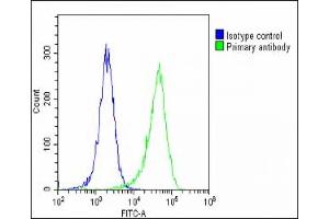 Overlay histogram showing Hela cells stained with B(green line).