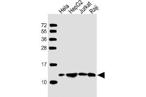All lanes : Anti-HSPE1 Antibody (Center) at1:2000 dilution Lane 1: Hela whole cell lysate Lane 2: HepG2 whole cell lysate Lane 3: Jurkat whole cell lysate Lane 4: Raji whole cell lysate Lysates/proteins at 20 μg per lane. (HSPE1 anticorps  (AA 38-64))