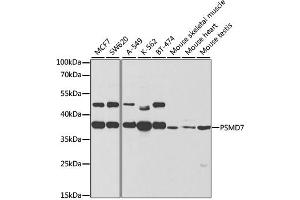 Western blot analysis of extracts of various cell lines, using PSMD7 antibody. (PSMD7 anticorps)