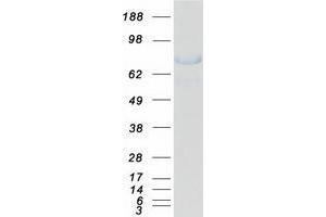 Validation with Western Blot