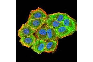 Immunofluorescence analysis of Hela cells using CBX7 mouse mAb (green).
