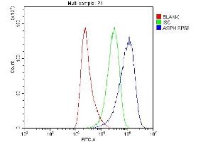 Flow Cytometry analysis of HeLa cells using anti-ASPH antibody (ABIN3043790). (Aspartate beta Hydroxylase anticorps  (C-Term))