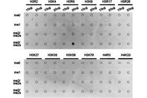 Dot-blot analysis of all sorts of methylation peptides using H3R8me2s antibody. (Histone anticorps)