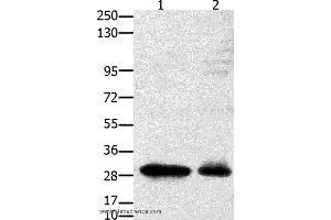 Western blot analysis of 231 cell and mouse testis tissue, using GNRHR Polyclonal Antibody at dilution of 1:2350 (GNRHR anticorps)