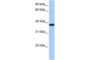 Western Blotting (WB) image for anti-Actin-Related Protein T2 (ACTRT2) antibody (ABIN2463523)