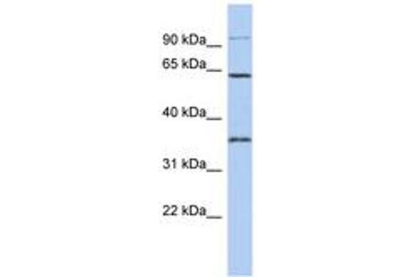 FAM71B antibody  (AA 431-480)