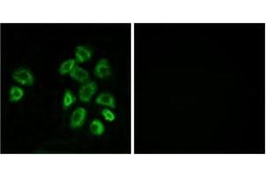 Immunofluorescence (IF) image for anti-G Protein-Coupled Receptor, Family C, Group 5, Member B (GPRC5B) (AA 61-110) antibody (ABIN2890862) (GPRC5B anticorps  (AA 61-110))