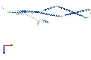 AlphaFold protein structure predicition of Human Recombinant TNIP2 Protein, UniprotID Q8NFZ5