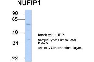 Host: Rabbit Target Name: NUFIP1 Sample Type: Human Fetal Muscle Antibody Dilution: 1. (NUFIP1 anticorps  (N-Term))