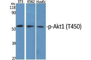 Western Blot (WB) analysis of specific cells using Phospho-Akt1 (T450) Polyclonal Antibody. (AKT1 anticorps  (pThr450))