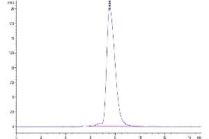 The purity of Human NKp46 is greater than 95 % as determined by SEC-HPLC.