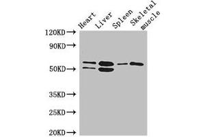 Western Blot Positive WB detected in: Mouse heart tissue, Mouse liver tissue, Mouse spleen tissue, Mouse skeletal muscle tissue All lanes: SLC15A3 antibody at 5 μg/mL Secondary Goat polyclonal to rabbit IgG at 1/50000 dilution Predicted band size: 64 kDa Observed band size: 64, 50 kDa (SLC15A3 anticorps  (AA 253-309))