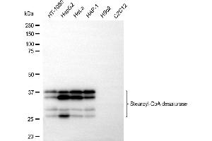 Western blotting analysis using stearoyl-CoA desaturase antibody (ABIN7800435).