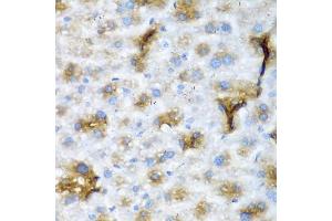 Immunohistochemistry of paraffin-embedded mouse liver using NCL antibody (ABIN5975400) at dilution of 1/200 (40x lens). (Nucleolin anticorps)