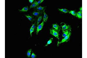 Immunofluorescent analysis of Hela cells using ABIN7150510 at dilution of 1:100 and Alexa Fluor 488-congugated AffiniPure Goat Anti-Rabbit IgG(H+L)