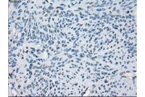 Image no. 2 for anti-Fc gamma RII (CD32) antibody (ABIN1497257) (Fc gamma RII (CD32) anticorps)