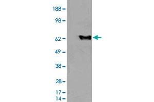 HEK293 overexpressing EHD2 and probed with EHD2 polyclonal antibody  (mock transfection in first lane), tested by Origene. (EHD2 anticorps  (C-Term))