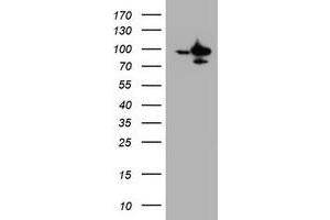 Image no. 1 for anti-Splicing Factor 3a, Subunit 1 (SF3A1) (AA 249-568) antibody (ABIN1491275) (SF3A1 anticorps  (AA 249-568))