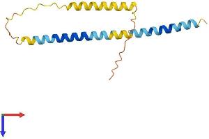 AlphaFold protein structure predicition of Human Recombinant PXT1 Protein, UniprotID Q8NFP0