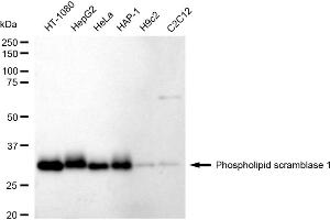 Western blotting analysis using Phospholipid scramblase 1 antibody (ABIN7799825).