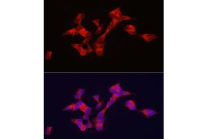 Immunofluorescence analysis of SH-SY5Y cells using BSCL2 antibody (ABIN7265874) at dilution of 1:100. (BSCL2 anticorps  (AA 50-150))