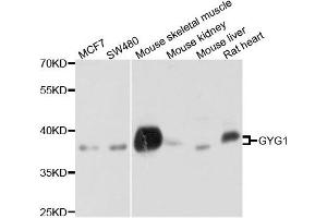 Western blot analysis of extract of various cells, using GYG1 antibody. (Glycogenin 1 anticorps)