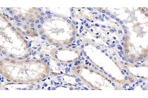 Detection of ERLIN2 in Human Kidney Tissue using Monoclonal Antibody to Endoplasmic Reticulum Lipid Raft Associated Protein 2 (ERLIN2) (ERLIN2 anticorps  (AA 47-339))