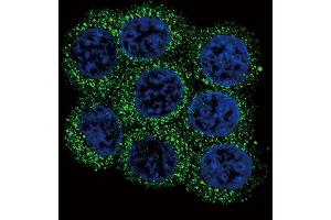 Confocal immunofluorescent analysis of PCSK2 Antibody (N-term) (ABIN391908 and ABIN2841722) with 293 cell followed by Alexa Fluor 488-conjugated goat anti-rabbit lgG (green).