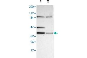 Western blot analysis of Lane 1: Human cell line RT-4; Lane 2: Human cell line U-251MG sp with DSN1 polyclonal antibody  at 1:100-1:250 dilution. (DSN1 anticorps)