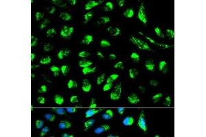 Immunofluorescence analysis of HeLa cells using ECI1 Polyclonal Antibody