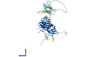 AlphaFold protein structure predicition of Mouse Recombinant Ptbp2 Protein, UniprotID Q91Z31