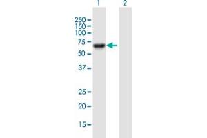 Western Blot analysis of PSD3 expression in transfected 293T cell line by PSD3 MaxPab polyclonal antibody. (PSD3 anticorps  (AA 1-513))