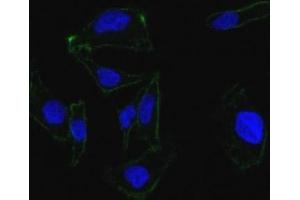 Confocal Immunofluorescent analysis of SK-OV-3 cells using AF488-labeled EpCAM antibody (green). (EpCAM anticorps)