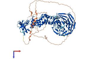 AlphaFold protein structure predicition of Human Recombinant KLHL1 Protein, UniprotID Q9NR64