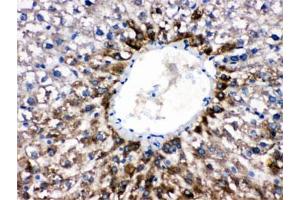 IHC testing of FFPE rat liver with CYP1A2 antibody. (CYP1A2 anticorps  (AA 185-320))