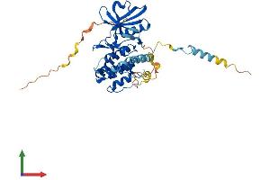 AlphaFold protein structure predicition of Human Recombinant MAPKAPK3 Protein, UniprotID Q16644
