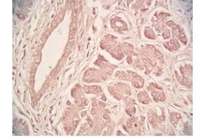 Human pancreas tissue was stained by Rabbit Anti-Urocortin II (Human) Serum (Urocortin 2 anticorps  (amidated))