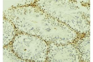 ABIN6277187 at 1/100 staining Mouse testis tissue by IHC-P. (DNMT3L anticorps  (Internal Region))