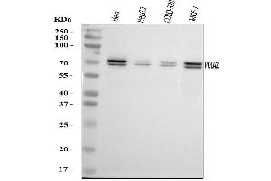 Western blot analysis of POLA2 using anti-POLA2 antibody (ABIN7600985).