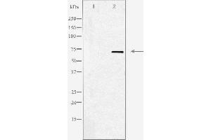 Western blot analysis of extracts from HepG2 cells, using Adrenergic Receptor α-2C antibody. (ADRA2C anticorps  (Internal Region))