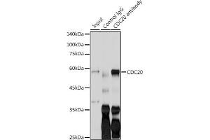 Immunoprecipitation analysis of 200 μg extracts of LO2 cells using 3 μg CDC20 antibody (ABIN7266246).