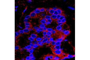 Immunofluorescence (IF) image for anti-Flightless I Homolog (FLII) (AA 425-475) antibody (ABIN7448968)