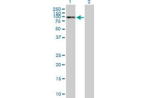 Western Blot analysis of NKRF expression in transfected 293T cell line by NKRF MaxPab polyclonal antibody. (NKRF anticorps  (AA 1-690))