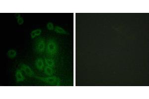 Peptide - +Immunofluorescence analysis of A549 cells, using FXR2 antibody. (FXR2 anticorps  (Internal Region))