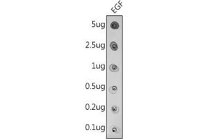 Dot-blot analysis of purified mature EGF using EGF antibody(ABIN3016521, ABIN3016522, ABIN3016523 and ABIN6219771)at 1:500 dilution.