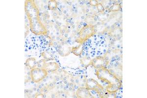 Immunohistochemistry of paraffin-embedded mouse kidney using CEACAM7 antibody (ABIN5974489) at dilution of 1/100 (40x lens). (CEACAM7 anticorps)